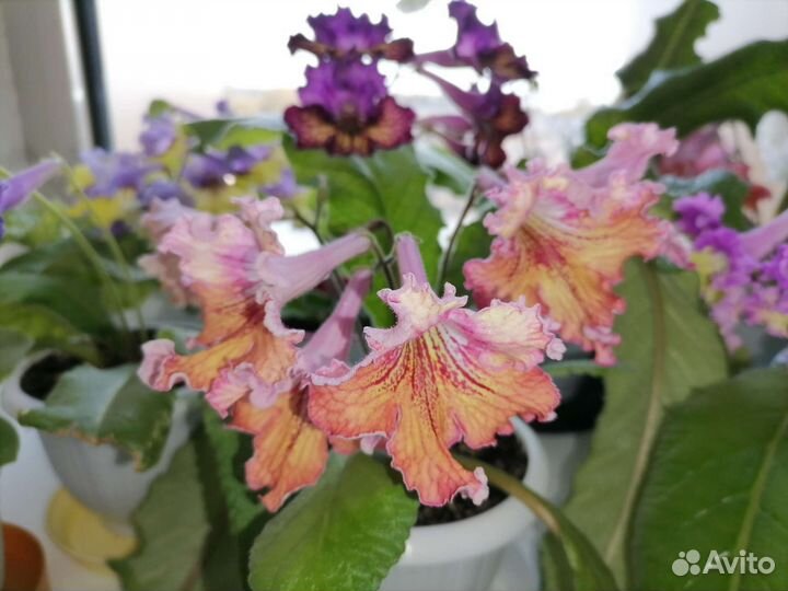 Стрептокарпус Listy