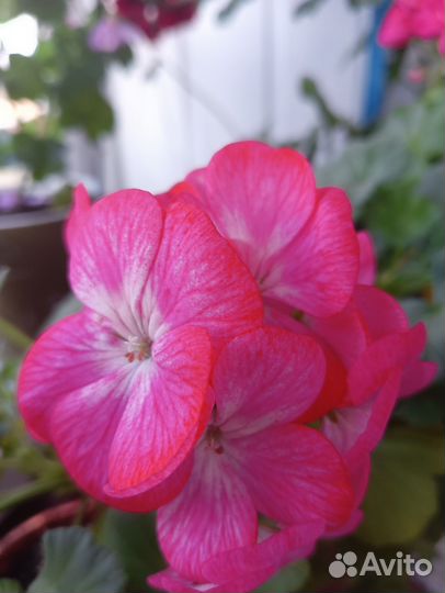 Пеларгония