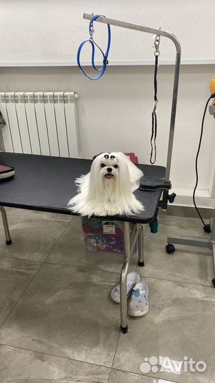 Открыт кобель мальтезе для вязки