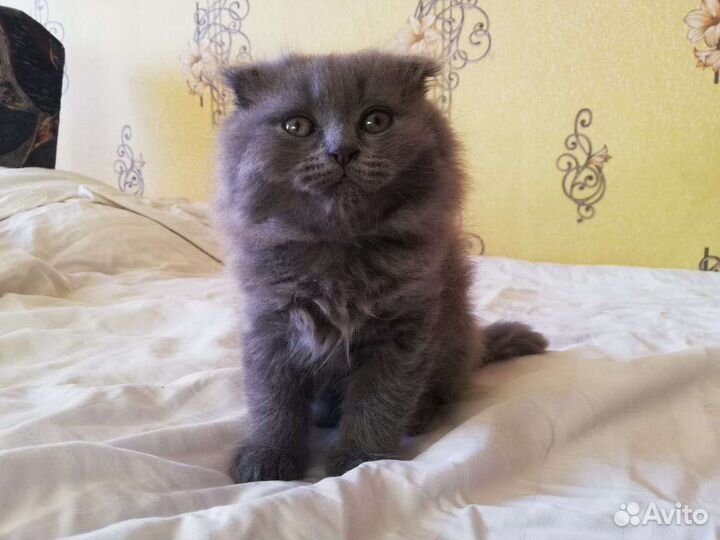 Британский кот вязка