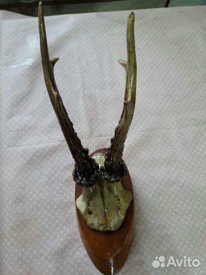 Рога косули