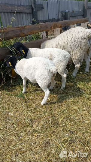 Дорпер, Дорпер кросс, бараны на племя