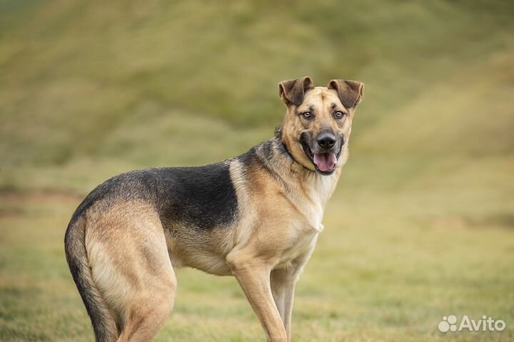 Арнольд в поисках дома
