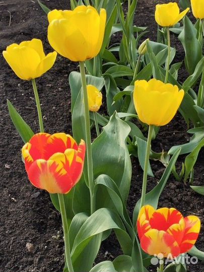 Тюльпаны. Луковицы