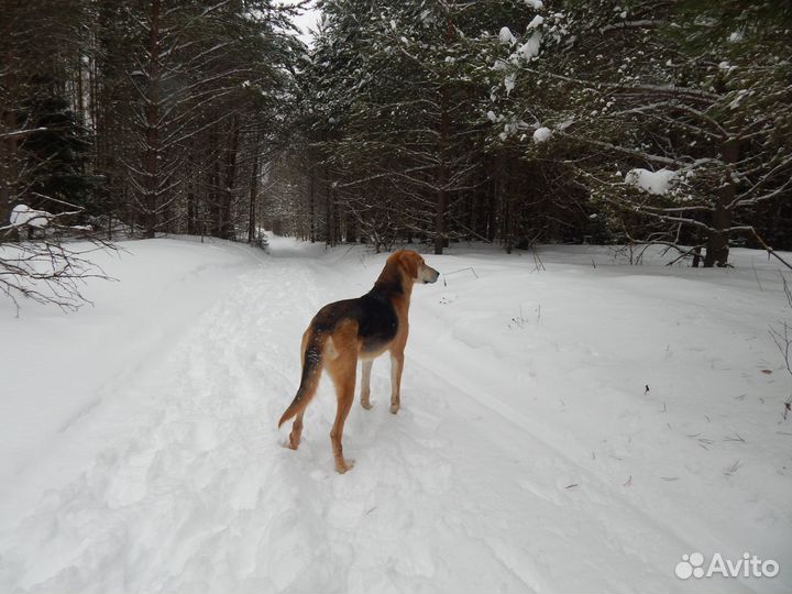Выжлец русской гончей нагоненый