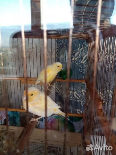 Кенар и канарейки