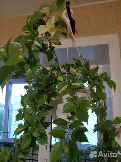 Бугенвиллия