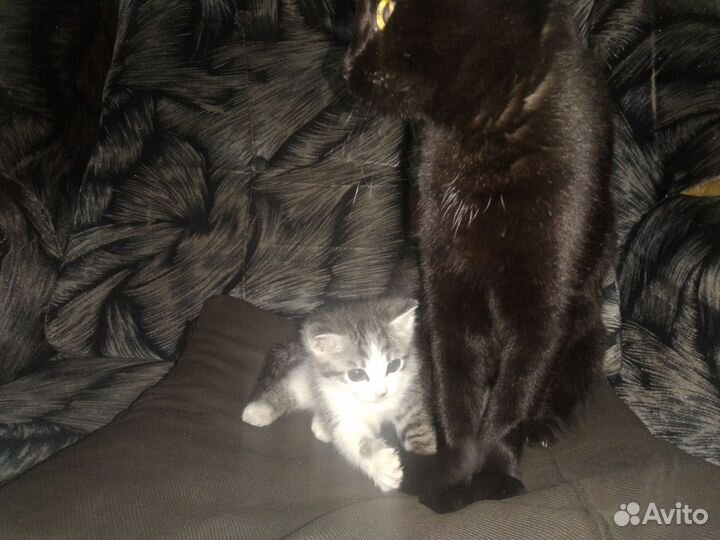 Котенок в добрые руки