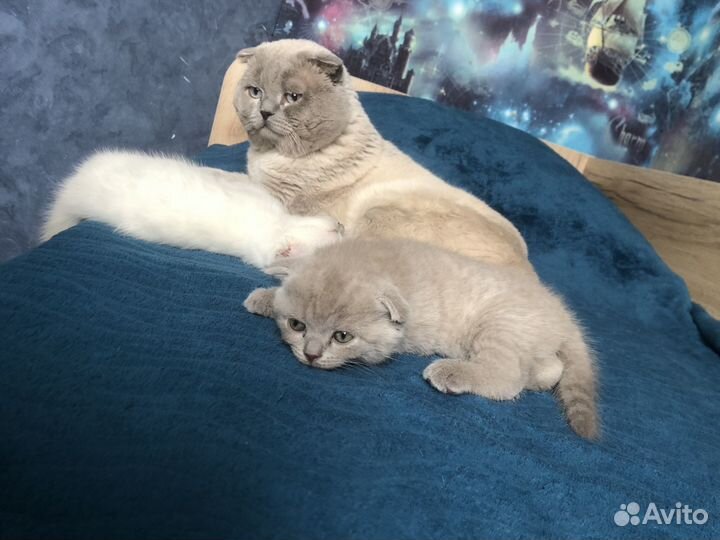 Продается котенок вислоухий