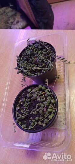 Крестовник Геррейна, Роули, Дельфин