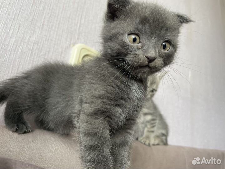 Шотландские котята