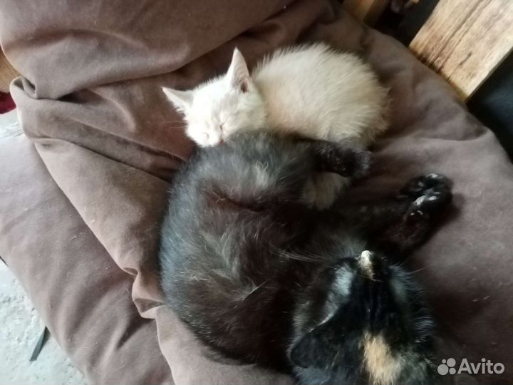 Котик в хорошие руки
