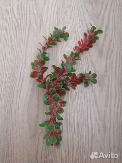 Растение для аквариума