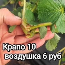 Крапо 10 клубника