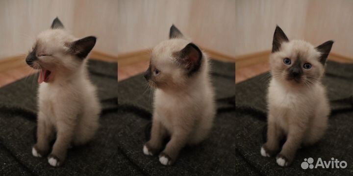 Тайские котята