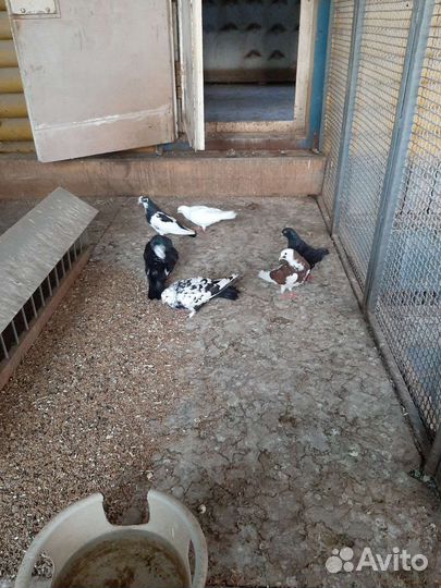 Продажа голубей