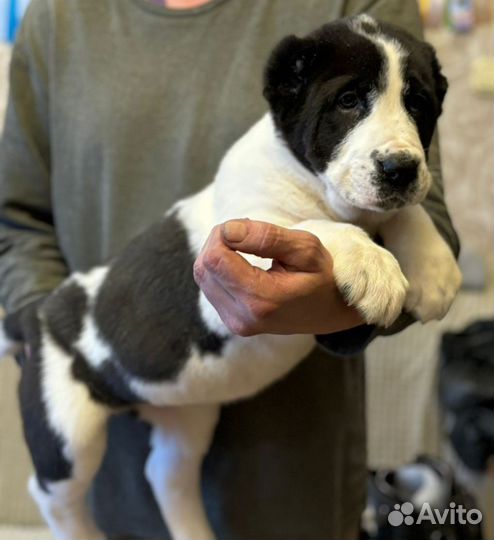 Щенки Алабая