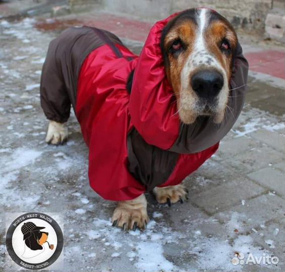 Комбинезон для бассет-хаунда
