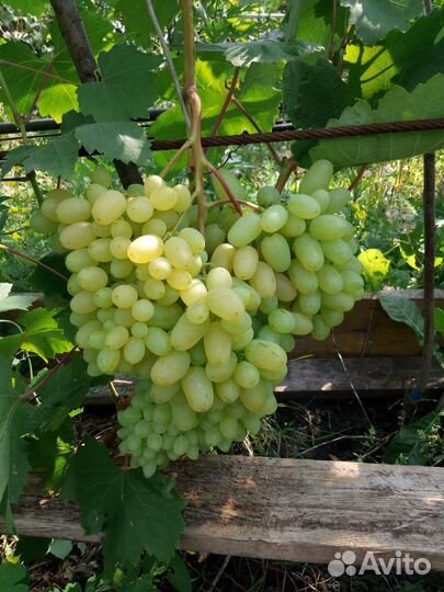 Саженцы винограда