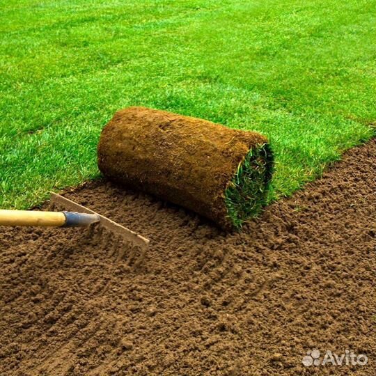 Рулонный газон с укладкой
