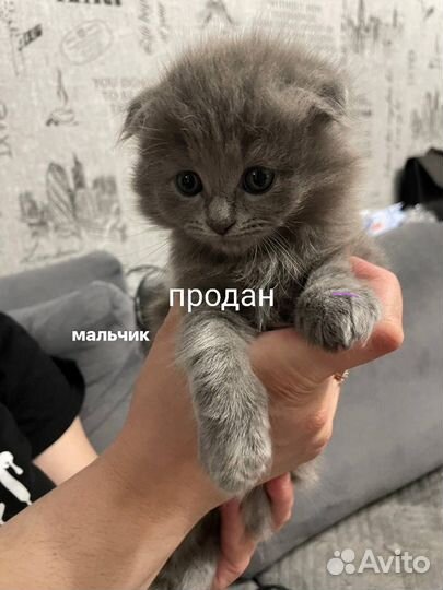 Шотландские котята