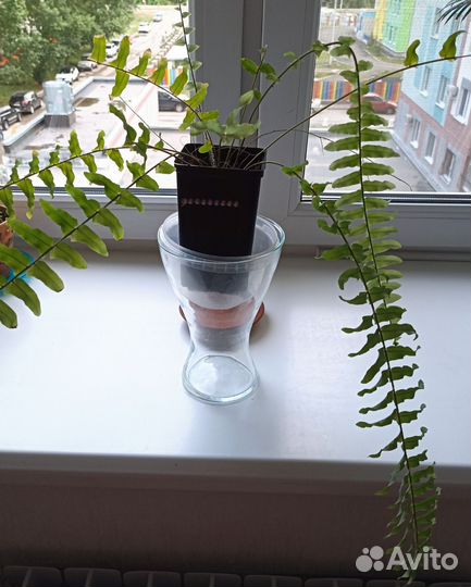 Папортник комнатный