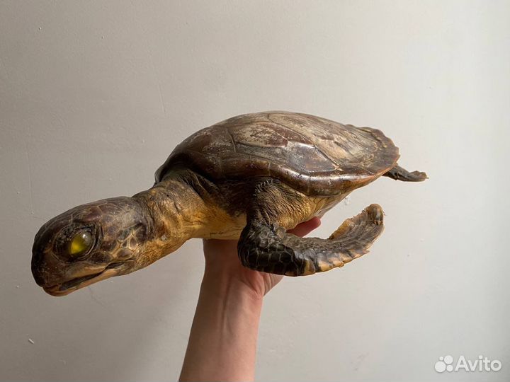 Чучело черепахи, морская черепаха