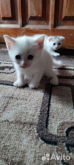 Котята от шотландской мамы
