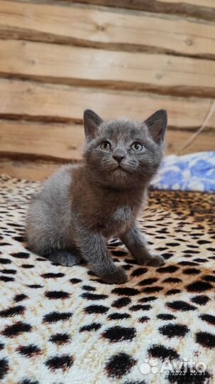 Британская