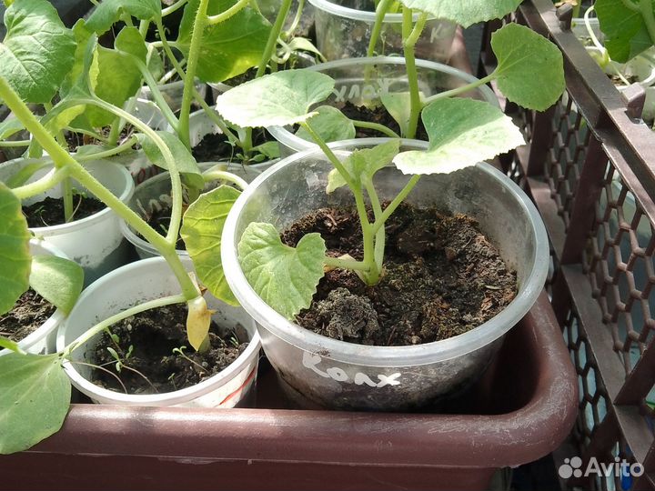 Рассада дынь