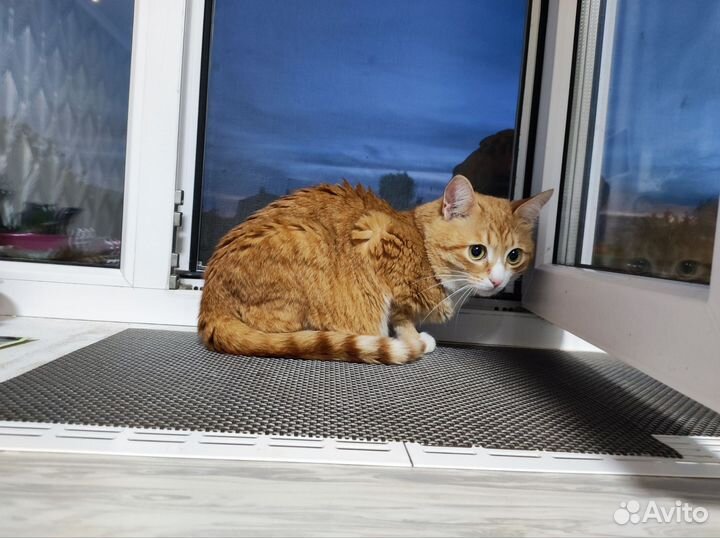 Котик
