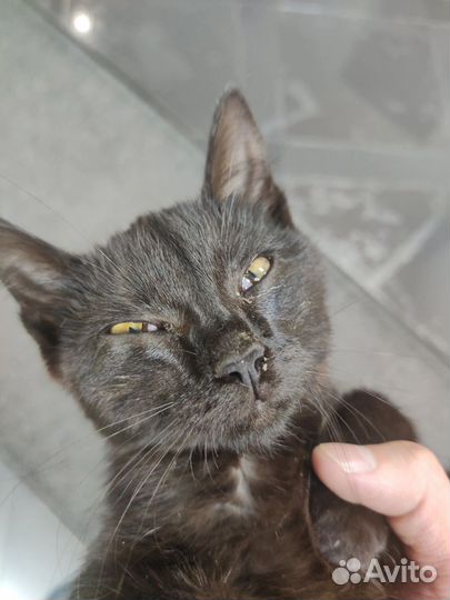 Котик в дар