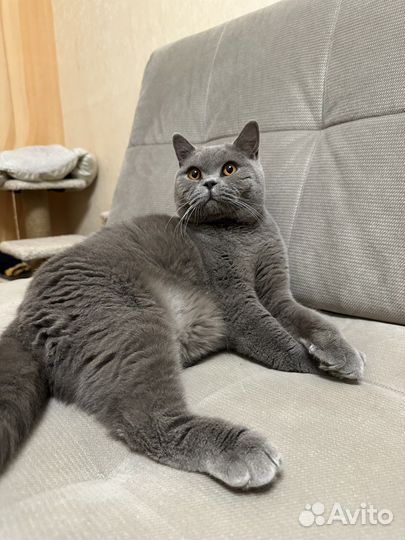 Британский кот