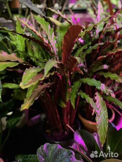 Калатея Руфибарба