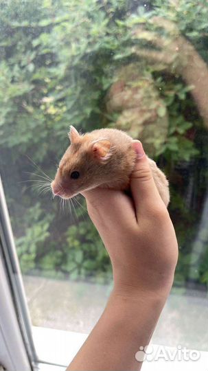 Хомячиха сирийская