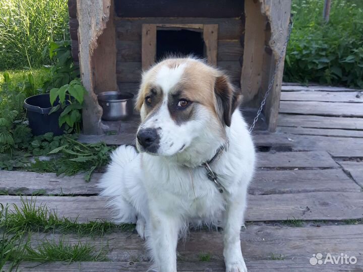 Московская сторожевая в добрые руки