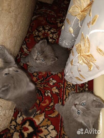 Котята