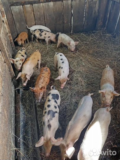 Поросята породы дюрок