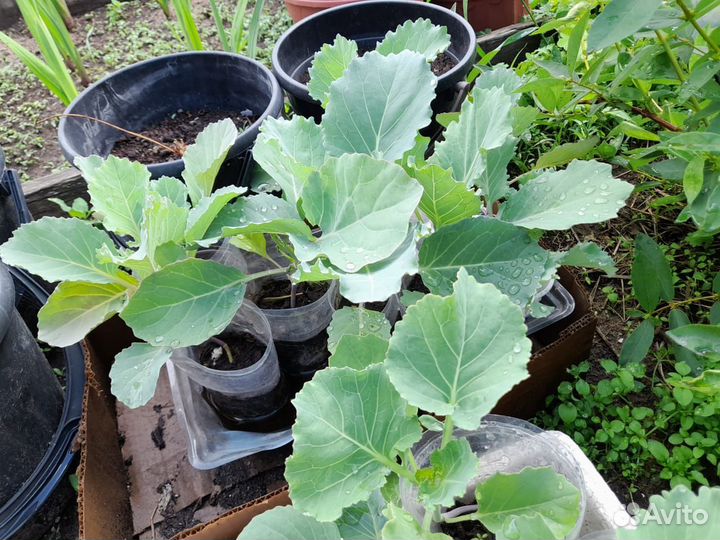 Рассада перцев, томатов, тыквы, кабачков, капусты