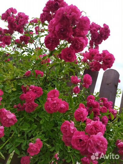 Роза плетистая