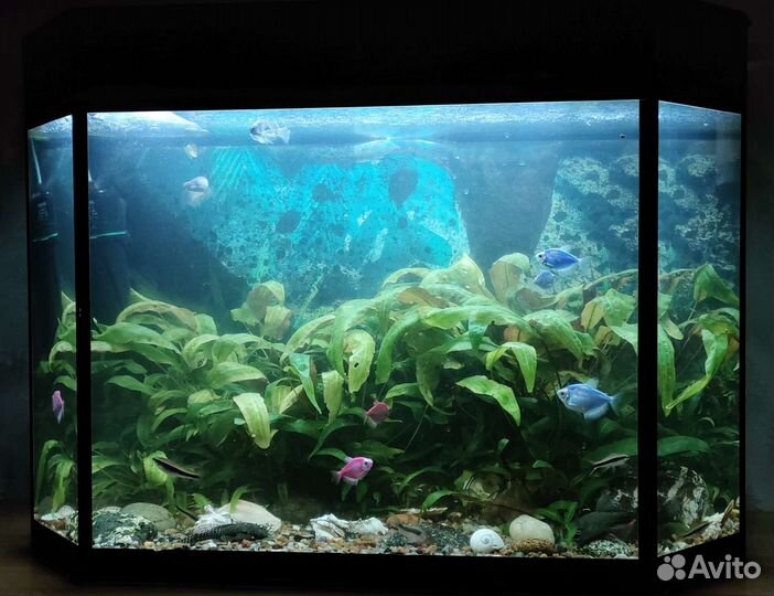 Аквариум с рыбками
