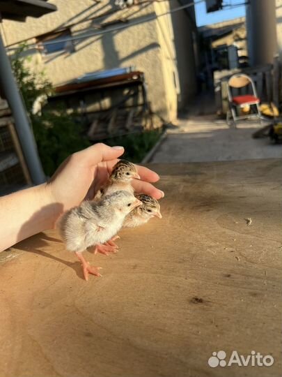 Цыплята цесарки