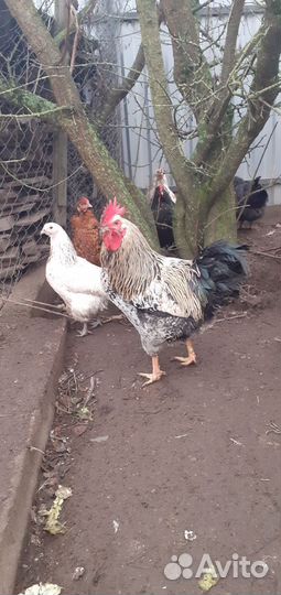Молодые петухи