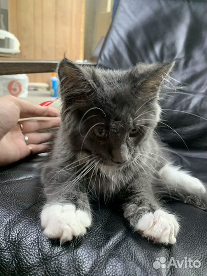 Котята мейн-кун