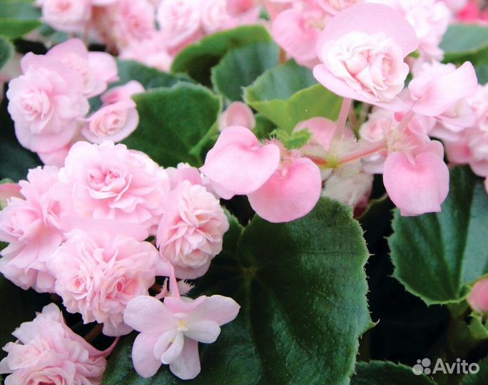 Герань флоксоцветная и др