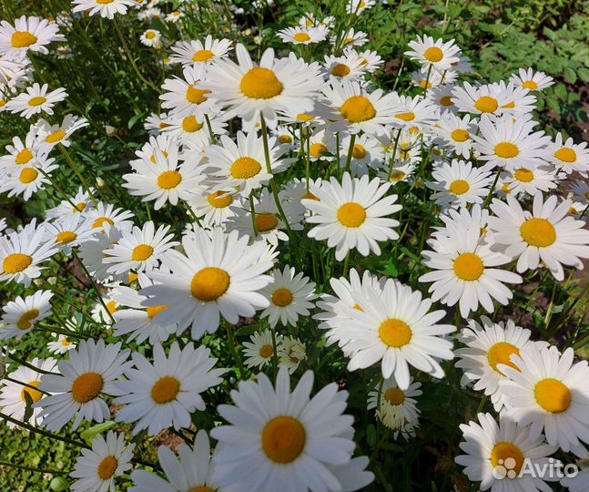 Ромашка, саженцы