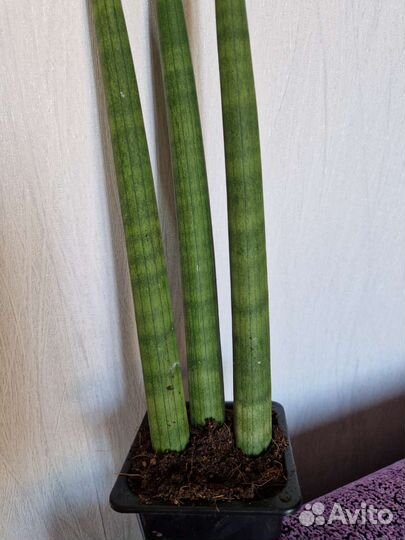 Сансевиерия цилиндрика