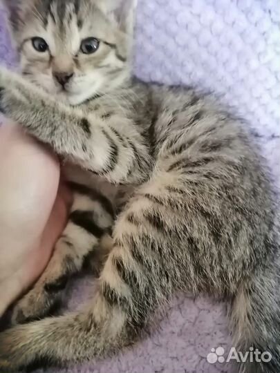 Котёнок 2 месяца, в хорошие руки