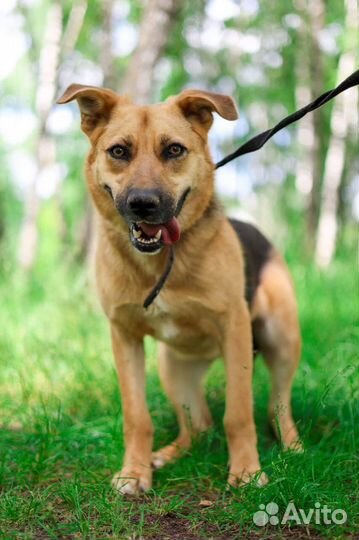 Собака в добрые руки отдам бесплатно