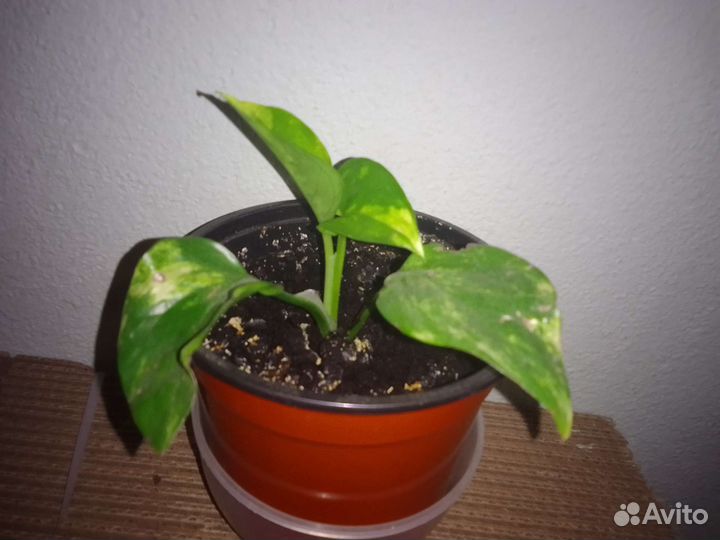 Эпипремнум